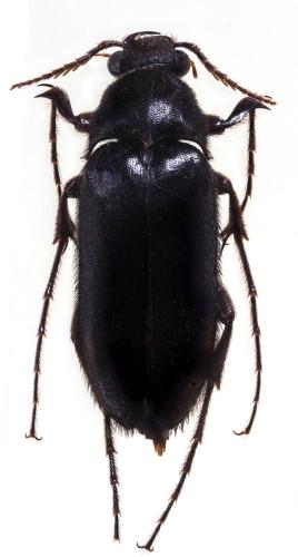 Réf. 336 661 : Cebriorhipis sp.